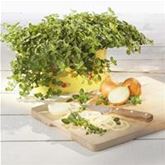 Hängender Oregano 'Diabolo'