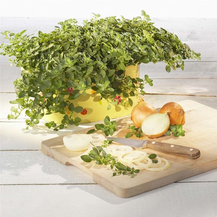 Hängender Oregano 'Diabolo'