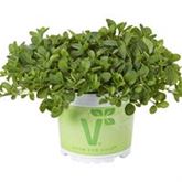 Hängender Oregano 'Diabolo'