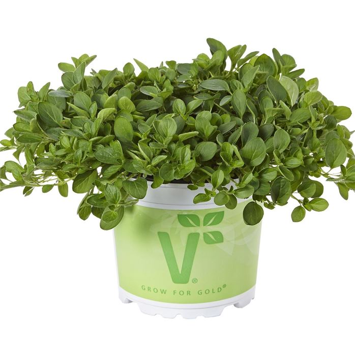 Hängender Oregano 'Diabolo'