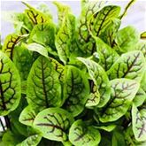 Blut-Ampfer 'Red Stripe'