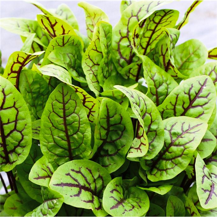 Blut-Ampfer 'Red Stripe'