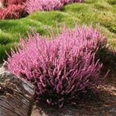 Knospenheide Gardengirls® 'Violet'