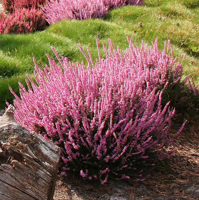 Knospenheide Gardengirls® 'Violet'
