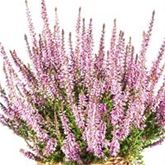 Knospenheide Gardengirls® 'Violet'