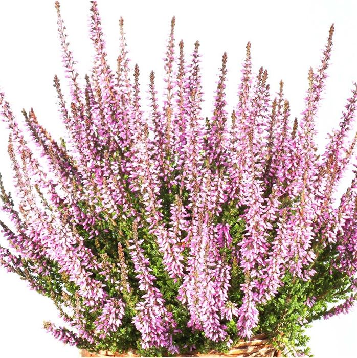 Knospenheide Gardengirls® 'Violet'