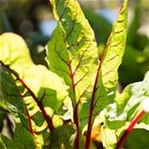 Blut-Ampfer 'Red Stripe'