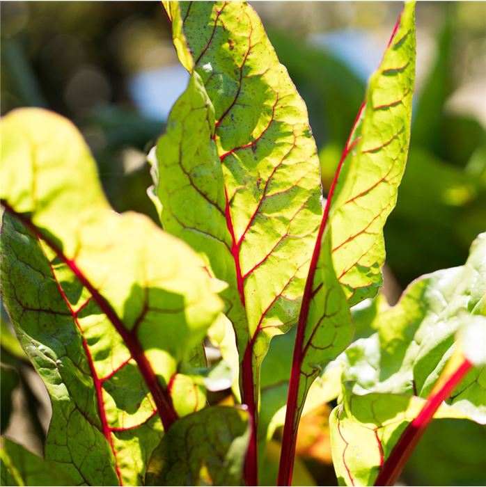 Blut-Ampfer 'Red Stripe'