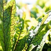 Blut-Ampfer 'Red Stripe'