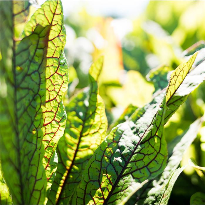 Blut-Ampfer 'Red Stripe'