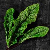 Blut-Ampfer 'Red Stripe'