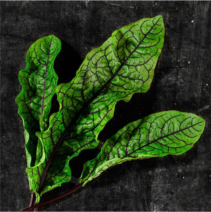 Blut-Ampfer 'Red Stripe'