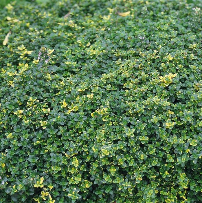 Hänge-Thymian 'Sambesi'