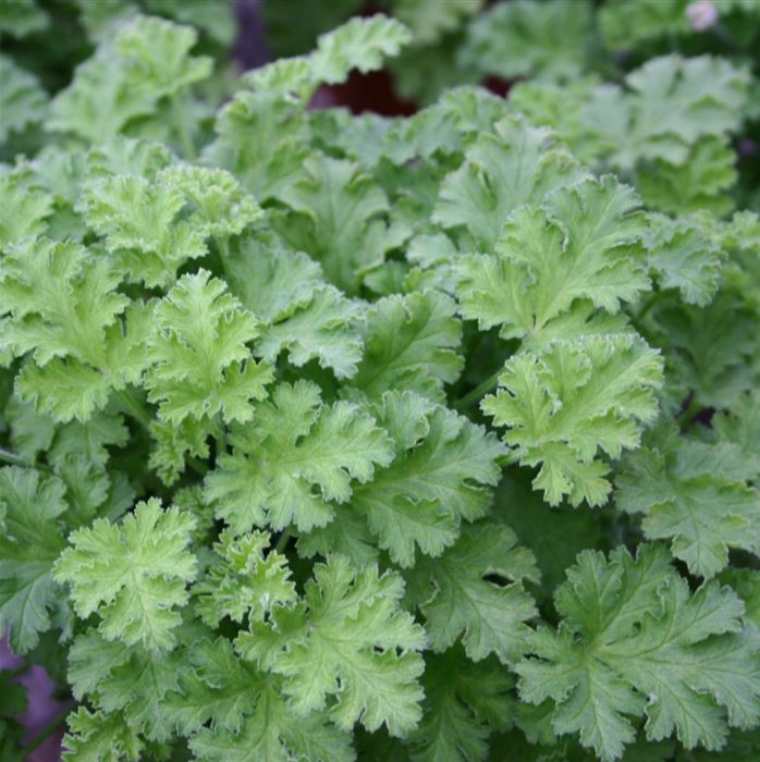 Haselnuss-Duftgeranie 'Grandeur® Odorata Hazelnut'