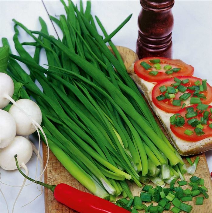 Schnittlauch 'Staro'