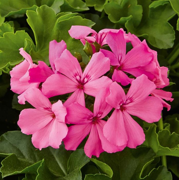 Polster Geranie 'Grandeur® Pure Pink'