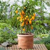 Mini-Snack-Paprika 'Lubega® Mini Yellow' F1