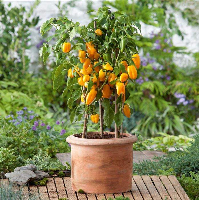 Mini-Snack-Paprika 'Lubega® Mini Yellow' F1