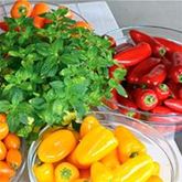 Mini-Snack-Paprika 'Lubega® Mini Yellow' F1