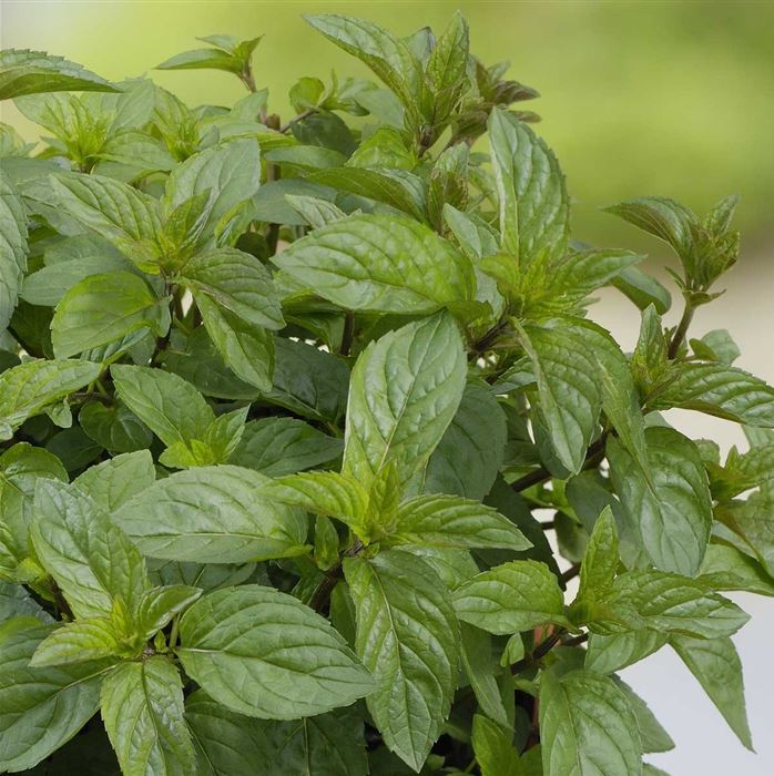 Schokoladen Minze 'Chocolate'