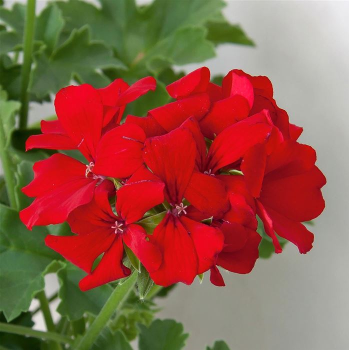 Polster-Geranie 'Grandeur® Pure Deep Red'