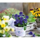 Mini-Winterveilchen 'Ice Babies® Blue' Mini-Winterveilchen 'Ice Babies® Blue'
