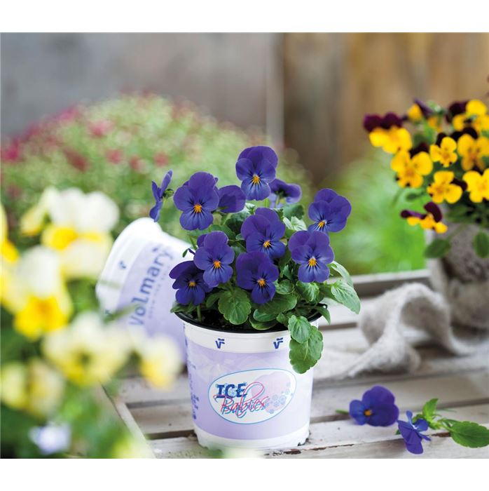 Mini-Winterveilchen 'Ice Babies® Blue' Mini-Winterveilchen 'Ice Babies® Blue'