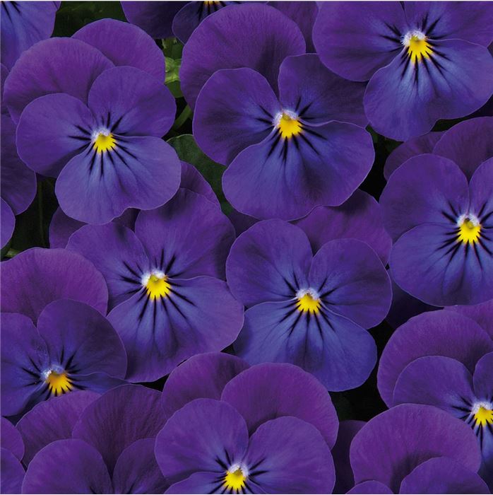 Mini-Winterveilchen 'Ice Babies® Blue' Mini-Winterveilchen 'Ice Babies® Blue'