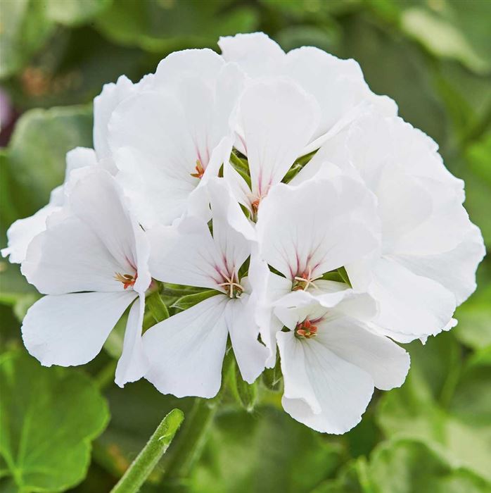 Polster-Geranie 'Grandeur® Pure White'