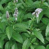 Schweizer Minze 'Swiss'