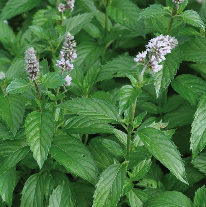 Schweizer Minze 'Swiss'