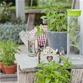 Schweizer Minze 'Swiss'