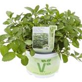 Schweizer Minze 'Swiss'