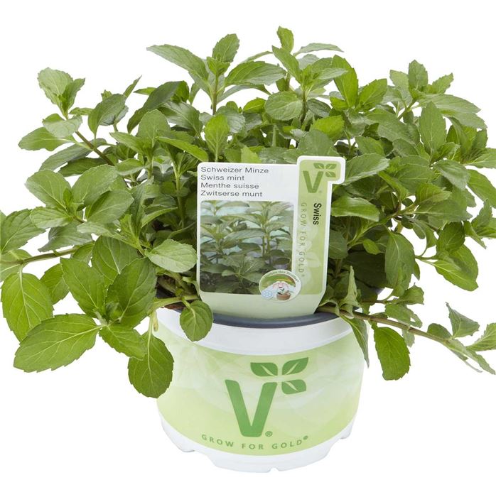 Schweizer Minze 'Swiss'