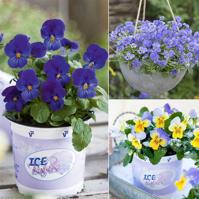 Mini-Winterveilchen 'Ice Babies® Frühlingshimmel'