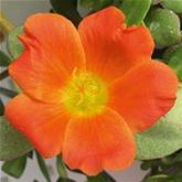Portulakröschen 'Muffin® Orange'