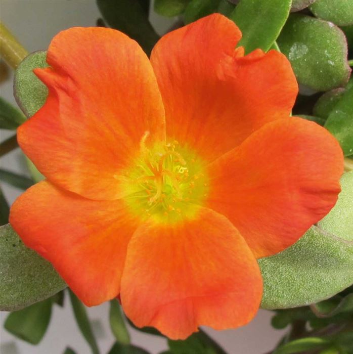 Portulakröschen 'Muffin® Orange'