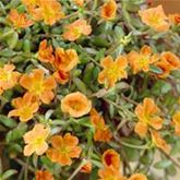 Portulakröschen 'Muffin® Orange'