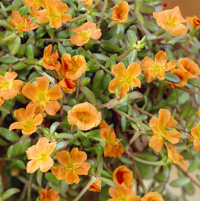 Portulakröschen 'Muffin® Orange'
