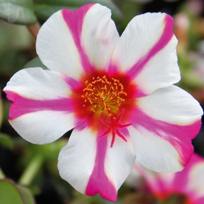 Portulakröschen 'Muffin® Rose & White'