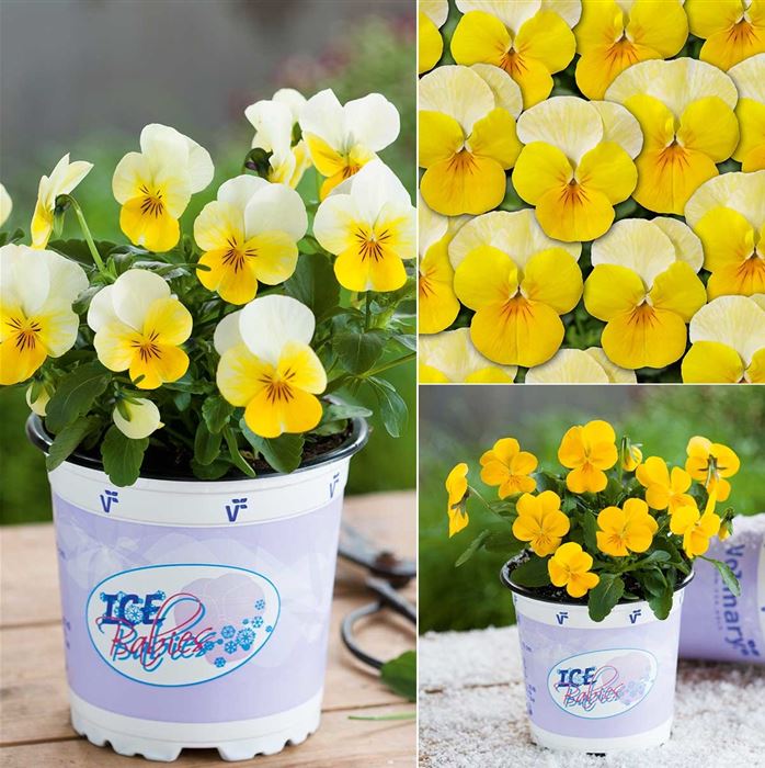 Mini-Winterveilchen 'Ice Babies® Frühlingssonne'