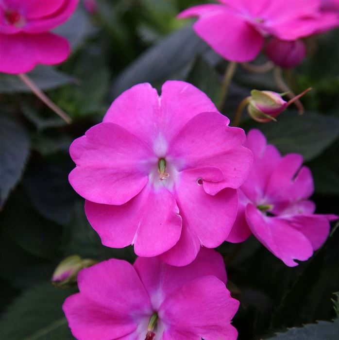 Sonnen-Lieschen 'SunPatiens® Hot Lilac'