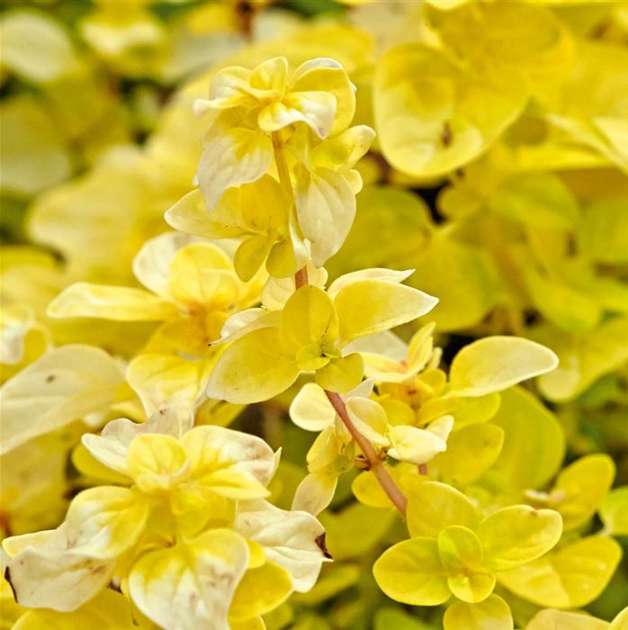 Pracht-Oregano 'Gold Nugget'