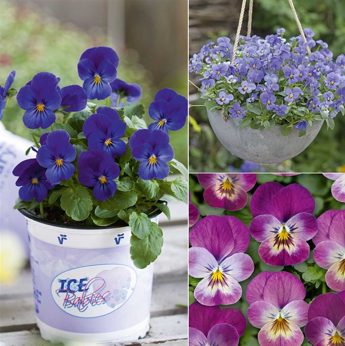 Mini-Winterveilchen 'Ice Babies® Für Verliebte'