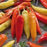 Spitzpaprika 'Pinokkio' F1