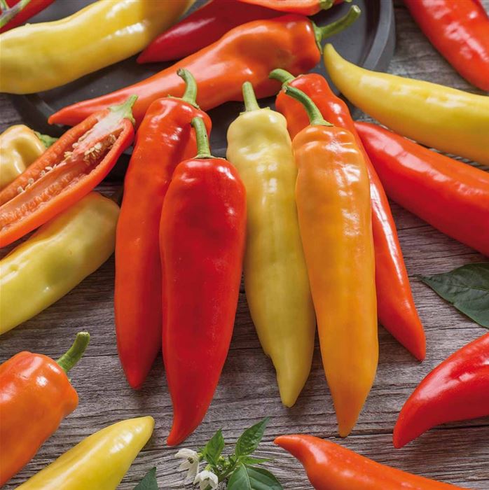 Spitzpaprika 'Pinokkio' F1