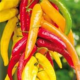 Spitzpaprika 'Pinokkio' F1