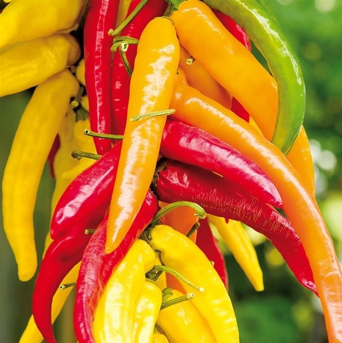 Spitzpaprika 'Pinokkio' F1