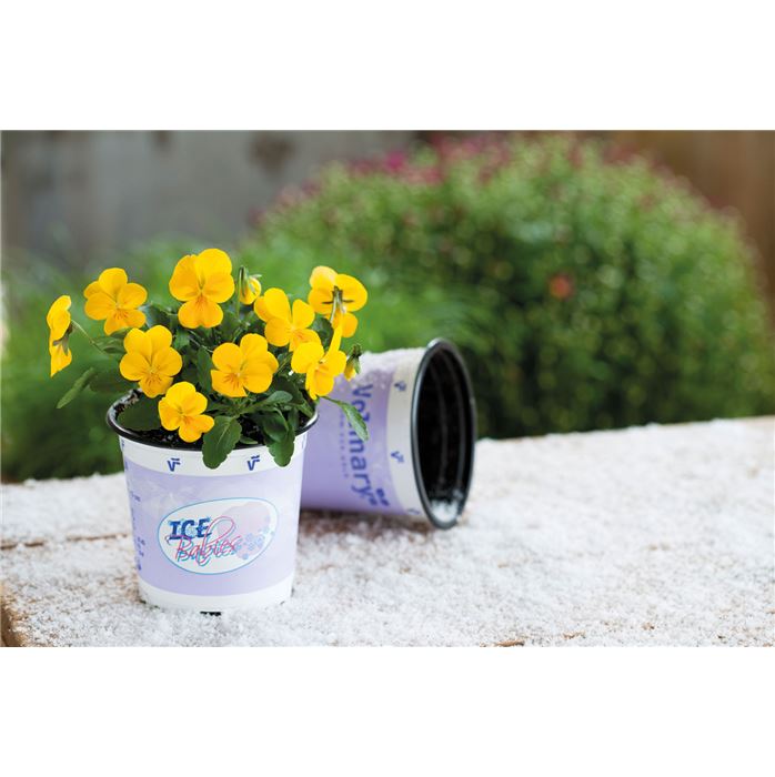 Mini-Winterveilchen 'Ice Babies® Golden Yellow' Mini-Winterveilchen 'Ice Babies® Golden Yellow'