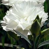 Rokoko-Nelke 'Sweet Pleasure® White'